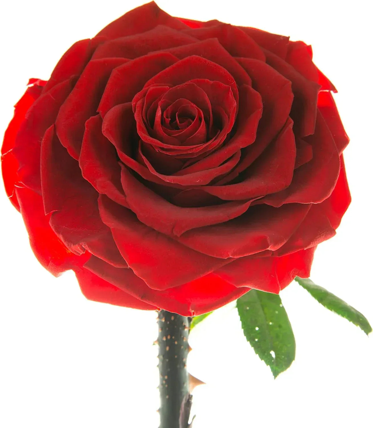 Forever Preserved Rose - Eternal Rose in Glass Dome - Beauty and the Beast Rose - Mothers Day Gifts For Mom - Fresh Flowers in Glass (Red, 9 Inch) - Unique Gift Market