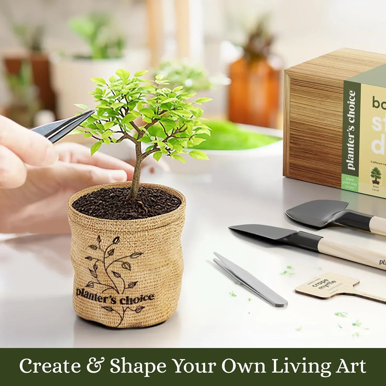 Planter's Choice Bonsai Tree Starter Kit - Unique Gifts for Women, Men - Birthday Gifts for Adults - Indoor Live House Plants - DIY Crafts for Adults Craft Kits - Hobby Gift for Gardening Lovers - Unique Gift Market