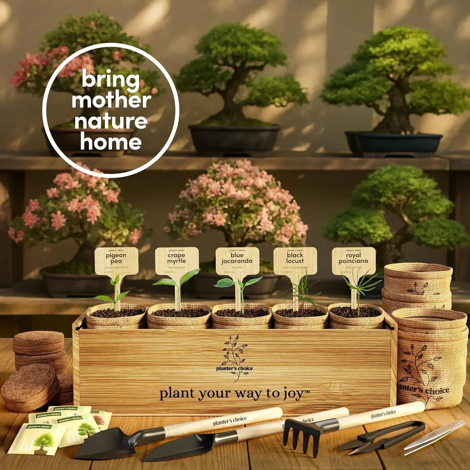 Planter's Choice Bonsai Tree Starter Kit - Unique Gifts for Women, Men - Birthday Gifts for Adults - Indoor Live House Plants - DIY Crafts for Adults Craft Kits - Hobby Gift for Gardening Lovers - Unique Gift Market